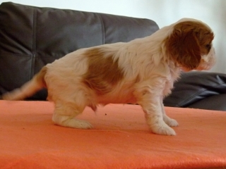 EMILL Buco Cassanova