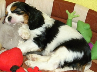 EDITH Buco Cassanova