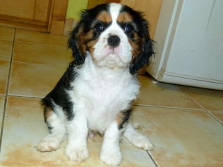 ELIMAR Buco Cassanova