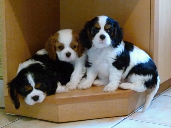 šteniatka (puppies)