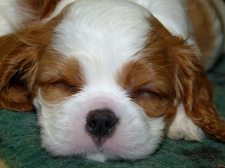 EMILL Buco Cassanova