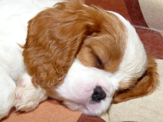 EMILL Buco Cassanova