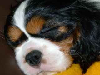 ELIMAR Buco Cassanova