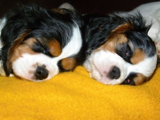 ELIMAR + EDITH Buco Cassanova