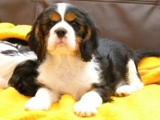 ELIMAR Buco Cassanova