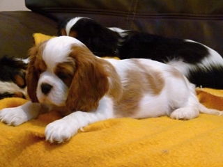 EMILL Buco Cassanova