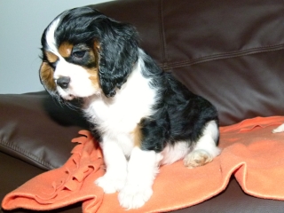 EDDIE Buco Cassanova