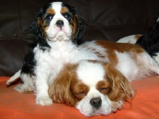 EXPERT Buco Cassanova