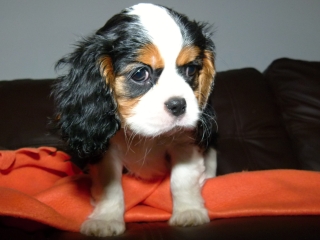 EDITH Buco Cassanova