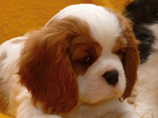 EMILL Buco Cassanova