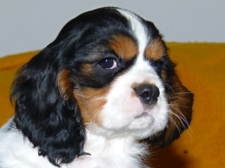 EDDIE Buco Cassanova