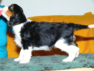 EDDIE Buco Cassanova