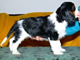 EDDIE Buco Cassanova