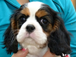 EDITH Buco Cassanova