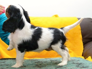 EDITH Buco Cassanova