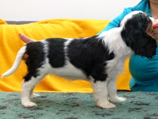 EDITH Buco Cassanova