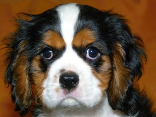 ELIMAR Buco Cassanova