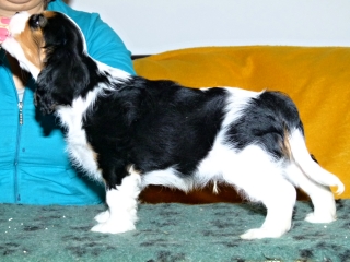 ELIMAR Buco Cassanova