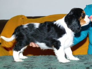 ELIMAR Buco Cassanova