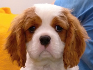 EMILL Buco Cassanova