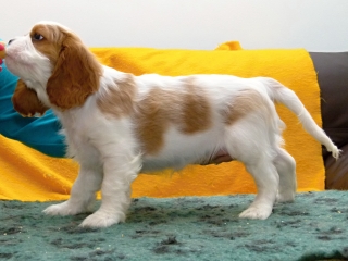 EMILL Buco Cassanova