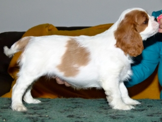 EMILL Buco Cassanova