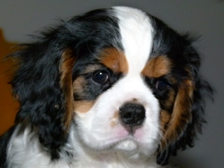 EXPERT Buco Cassanova