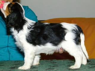 EXPERT Buco Cassanova