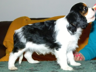 EXPERT Buco Cassanova