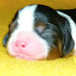 Eddie Buco Cassanova