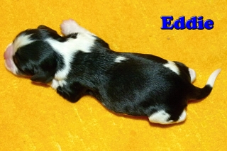 Eddie Buco Cassanova