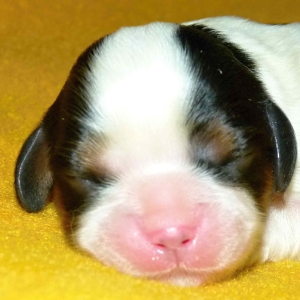 Edith Buco Cassanova