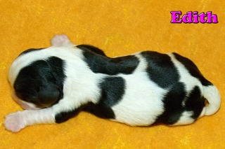 Edith Buco Cassanova