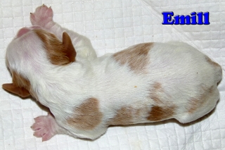 Emill Buco Cassanova