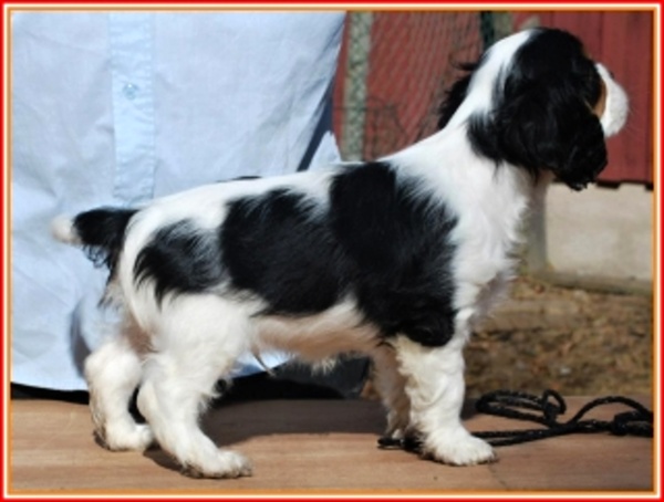 ETIEN Buco Cassanova