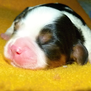 Exper Buco Cassanova