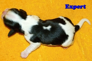 Exper Buco Cassanova