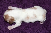 Immelda Buco Cassanova