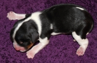 Ibrahim Buco Cassanova