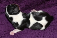 Igloo Buco Cassanova