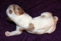 Icica Buco Cassanova