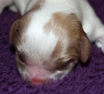 Immelda Buco Cassanova