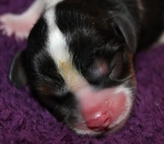 Igloo Buco Cassanova