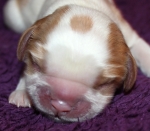 Icica Buco Cassanova