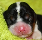 Ishenka Buco Cassanova