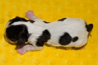 KASANKA Buco Cassanova