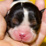 KODDY Buco Cassanova