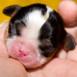 KASANKA Buco Cassanova