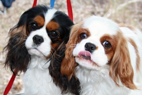 Monaco+Sweety Buco cassanova