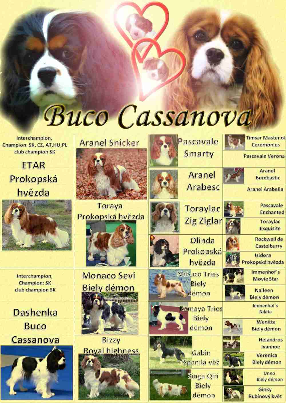 cavalier king charles spaniel